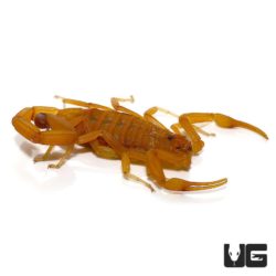 Arizona Bark Scorpion - Underground Reptiles