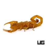 Arizona Bark Scorpion (Centruroides sculpturatus) For sale - Underground Reptiles