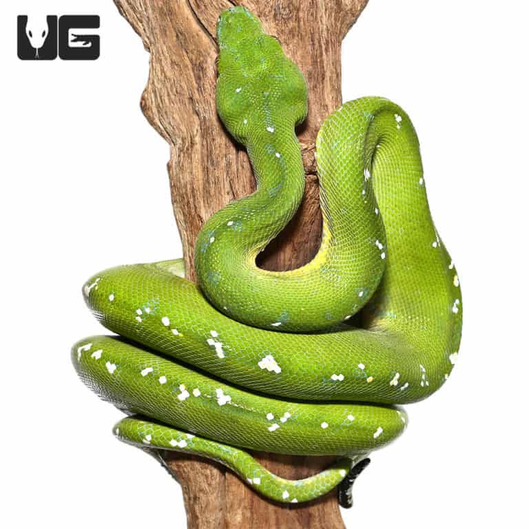 Adult Aru Green Tree Python #1 (Morelia viridis) For Sale - Underground ...