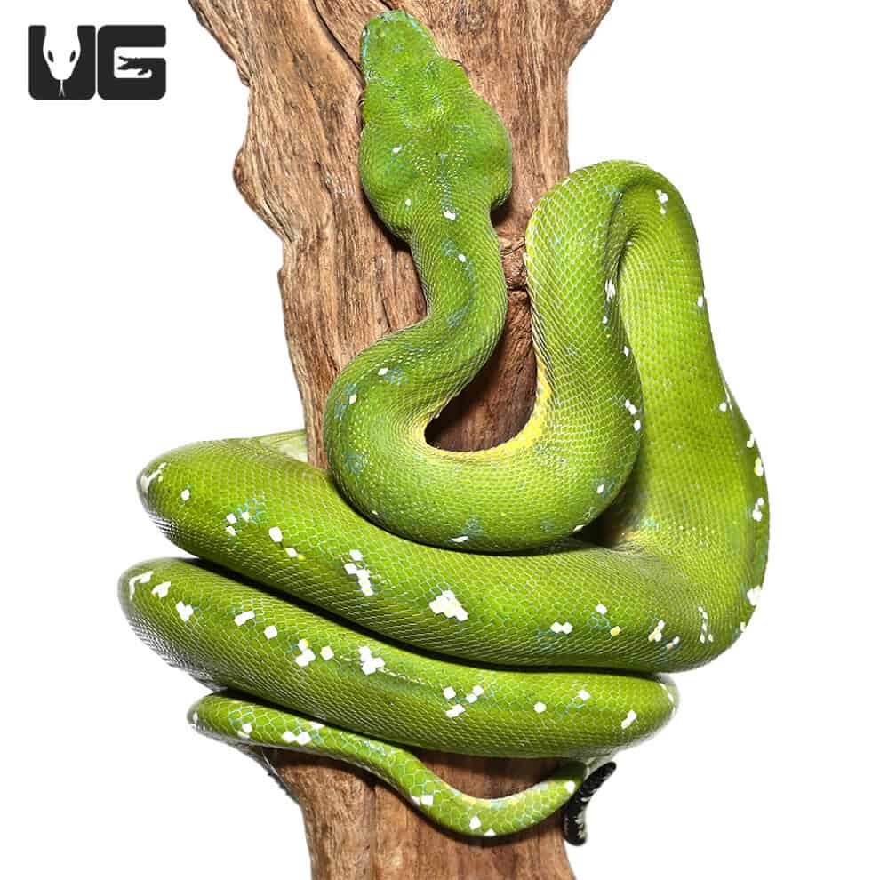 Adult Aru Green Tree Python 1 Morelia Viridis For Sale Underground adult-aru-green-tree-python-1-morelia-viridis-for-sale-underground