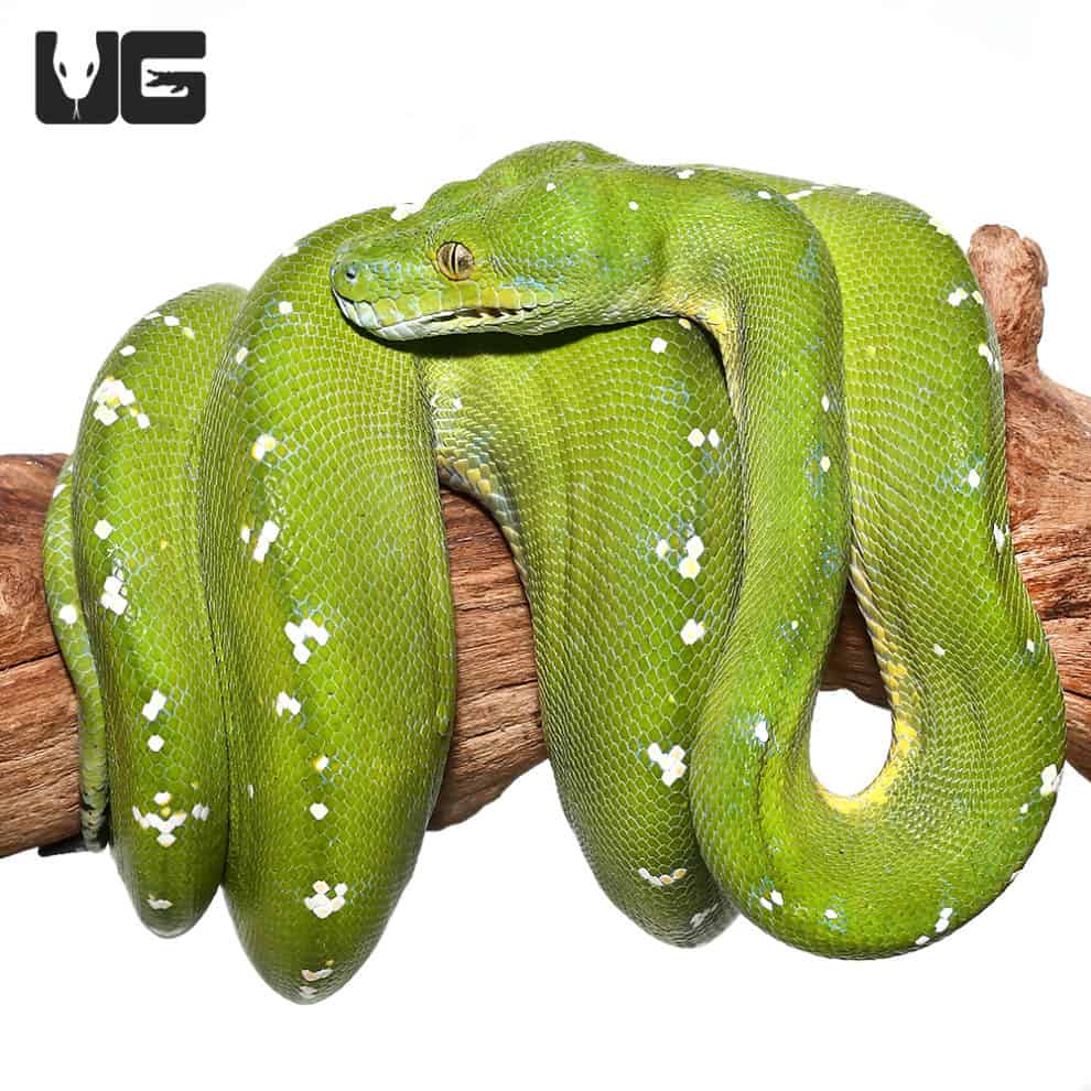 Adult Aru Green Tree Python Morelia Viridis For Sale Underground Reptiles