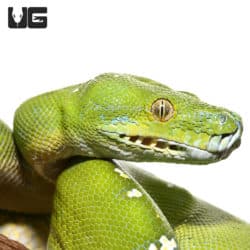 Adult Aru Green Tree Python #1 (Morelia viridis) For Sale - Underground ...