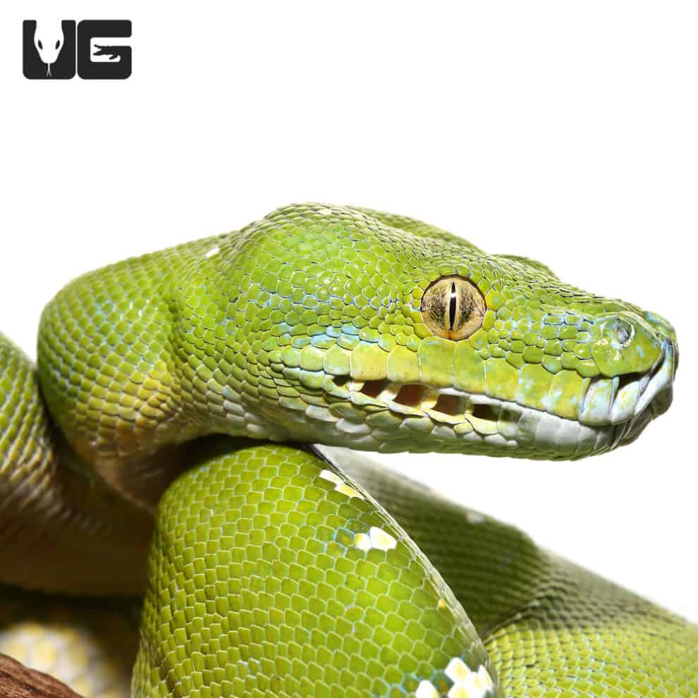 Adult Aru Green Tree Python Morelia Viridis For Sale Underground Reptiles