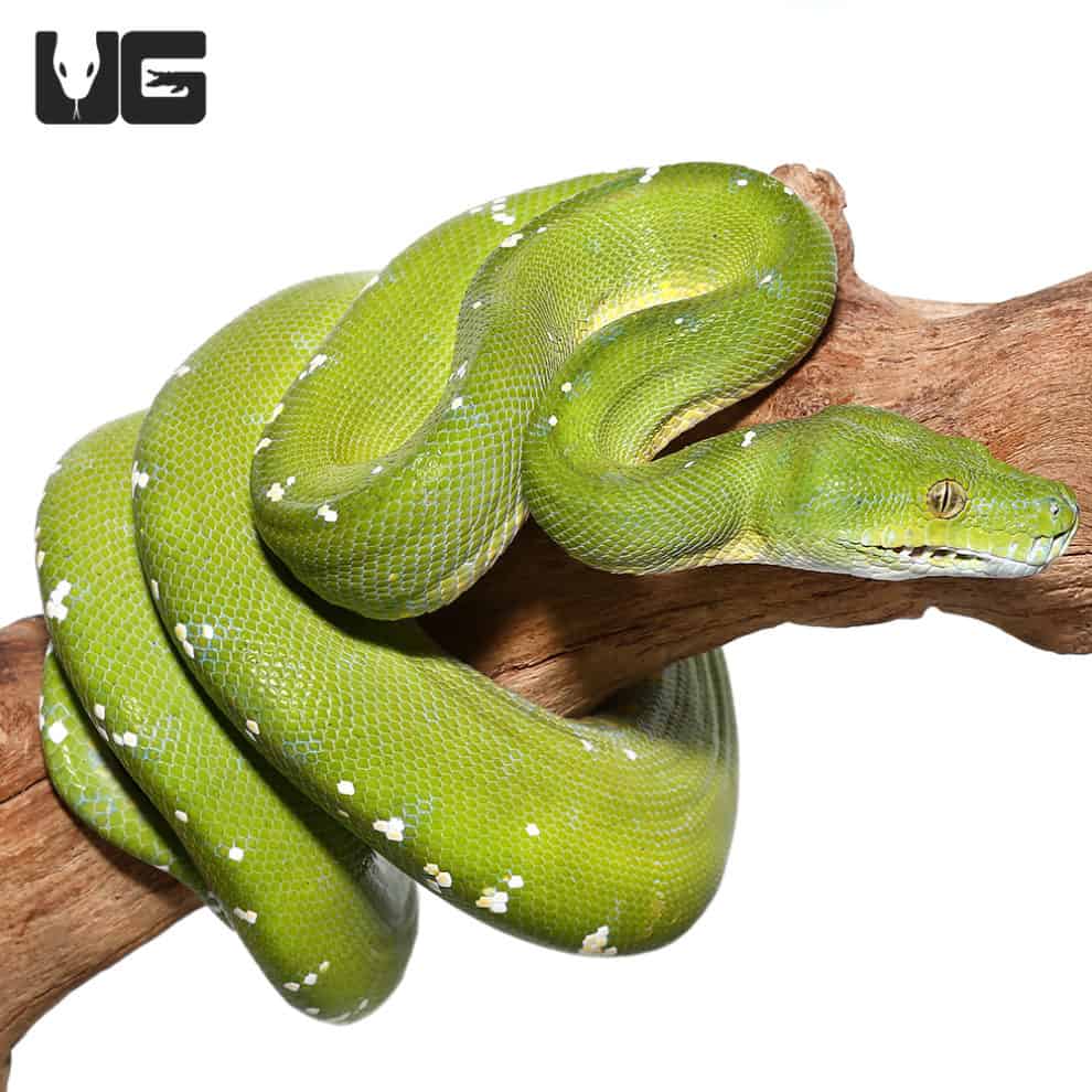 Adult Aru Green Tree Python #1 (Morelia viridis) For Sale - Underground ...