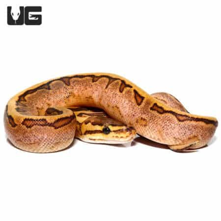 Baby Calico Pinstripe Ball Python