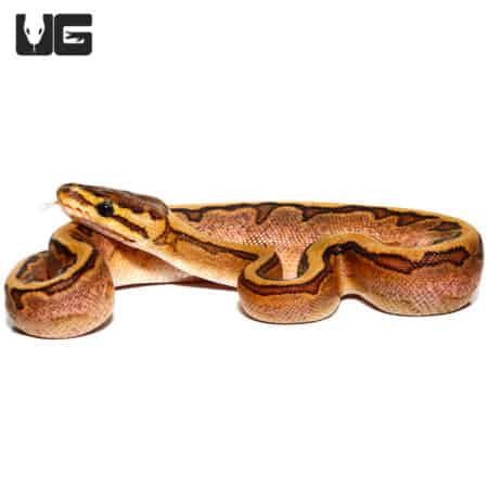 Baby Calico Pinstripe Ball Python