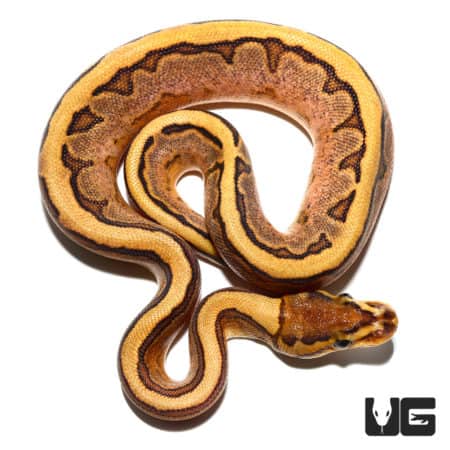 Baby Calico Pinstripe Ball Python