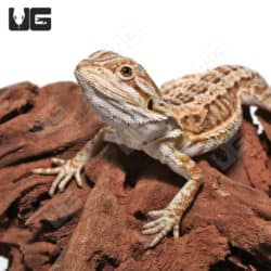 Baby Mocha Stripe Bearded Dragons (Pogona vitticeps) For Sale - Underground Reptiles