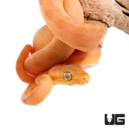 Baby Colored Amazon Tree Boas (Corallus hortulanus) For Sale - Underground Reptiles