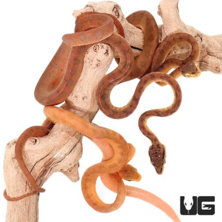 Baby Colored Amazon Tree Boas (Corallus hortulanus) For Sale - Underground Reptiles