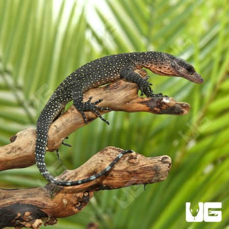 Baby Peach Throat Monitors (Varanus jobiensis) For Sale - Underground Reptiles