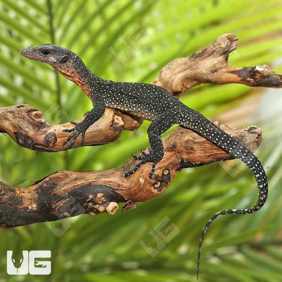 Baby Peach Throat Monitors For Sale Underground Reptiles