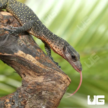 Baby Peach Throat Monitors (Varanus jobiensis) For Sale - Underground Reptiles