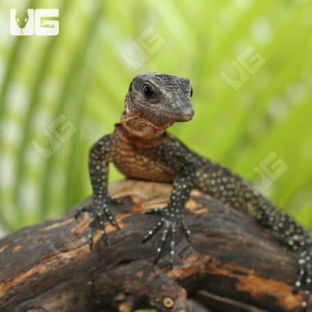 Baby Peach Throat Monitors (Varanus jobiensis) For Sale - Underground Reptiles