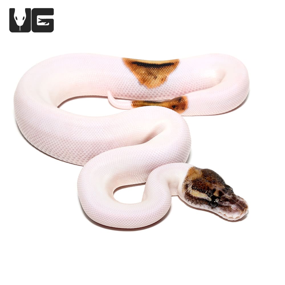 Baby Pied Ball Pythons (Python regius) For Sale - Underground Reptiles