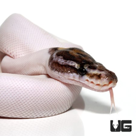 Baby Pied Ball Pythons (Python regius) For Sale - Underground Reptiles