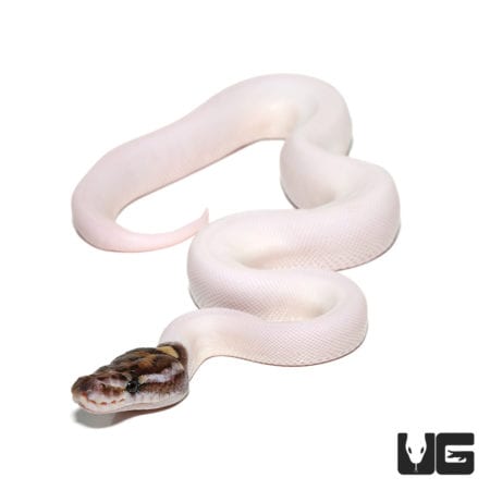 Baby Pied Ball Pythons (Python regius) For Sale - Underground Reptiles