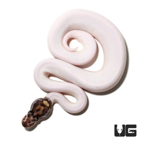 Baby Pied Ball Pythons (Python regius) For Sale - Underground Reptiles