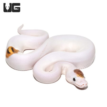 Baby Pied Ball Pythons (Python regius) For Sale - Underground Reptiles