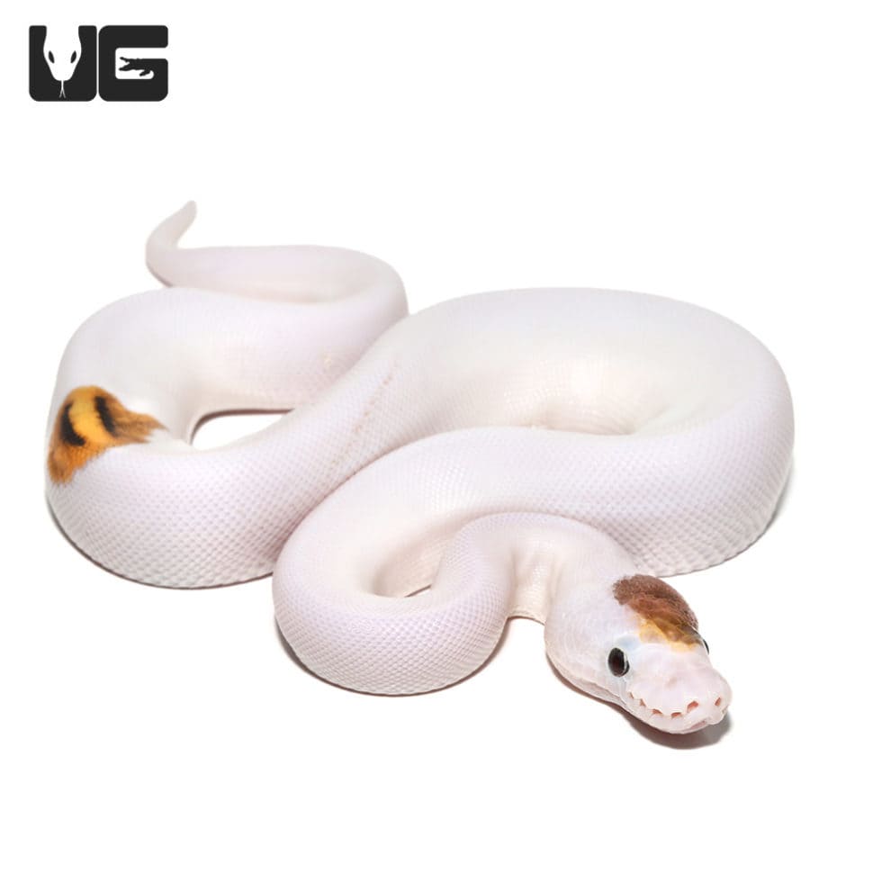 Baby Enchi Pied Ball Python For Sale - Underground Reptiles