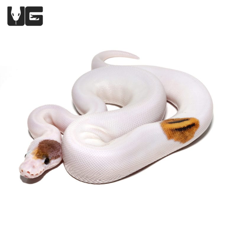 Baby Enchi Pied Ball Python For Sale - Underground Reptiles