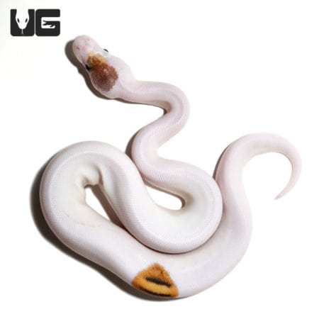 Baby Pied Ball Pythons (Python regius) For Sale - Underground Reptiles