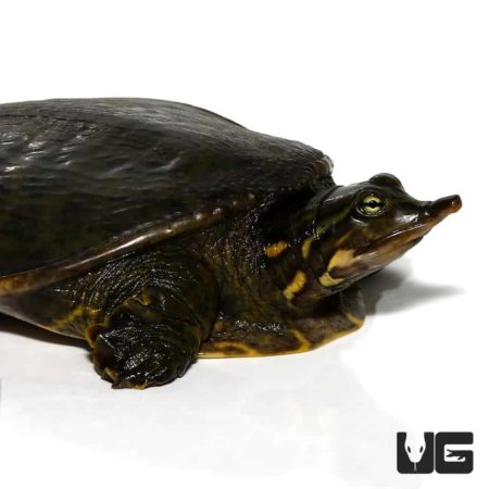Juvenile Florida Softshell Turtles For Sale - Underground Reptiles
