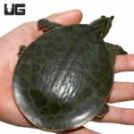 Juvenile Florida Softshell Turtles For Sale - Underground Reptiles