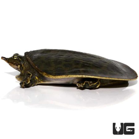 Juvenile Florida Softshell Turtles For Sale - Underground Reptiles