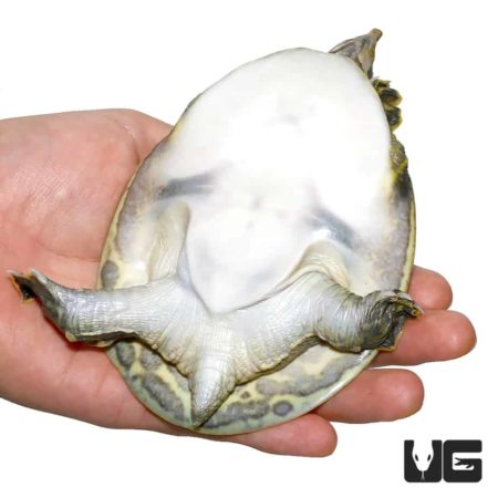 Juvenile Florida Softshell Turtles For Sale - Underground Reptiles