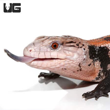 Juvenile Halmahera Blue Tongue Skink #1 (Tiliqua gigas) For Sale - Underground Reptiles