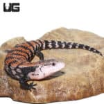 Juvenile Halmahera Blue Tongue Skink #1 (Tiliqua gigas) For Sale - Underground Reptiles