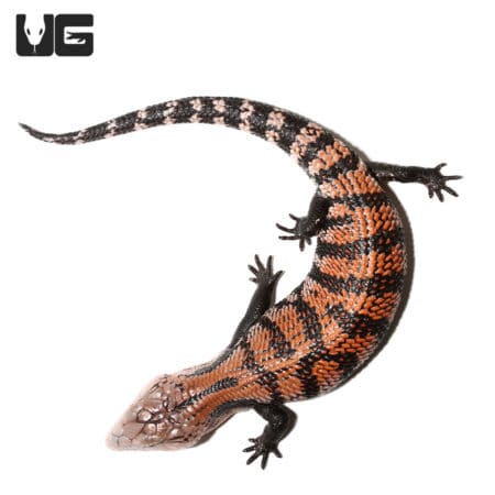 Juvenile Halmahera Blue Tongue Skink #1 (Tiliqua gigas) For Sale - Underground Reptiles