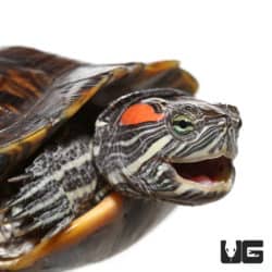 Juvenile Male Red Ear Slider Turtle (Trachemys scripta elegans) for sale - Underground Reptiles