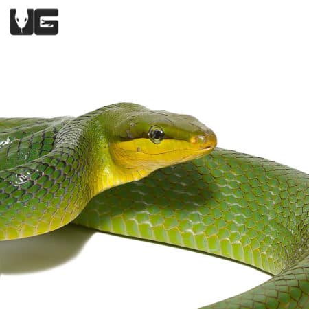 Red Tailed Green Ratsnake in silver phase, showcasing vibrant green and yellow coloration.
