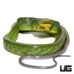 Red Tailed Green Ratsnakes For Sale - Underground Reptiles