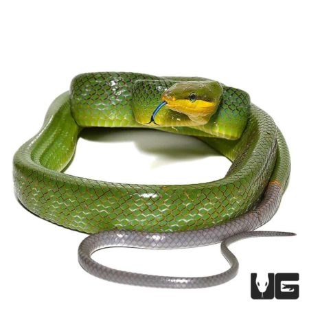 Red Tailed Green Ratsnakes For Sale - Underground Reptiles