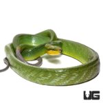 Red Tailed Green Ratsnakes For Sale - Underground Reptiles