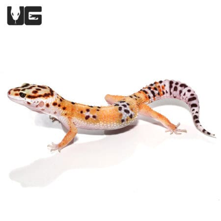 Adult Tangerine Leopard Geckos For Sale - Underground Reptiles