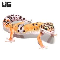 Adult Tangerine Leopard Geckos For Sale - Underground Reptiles