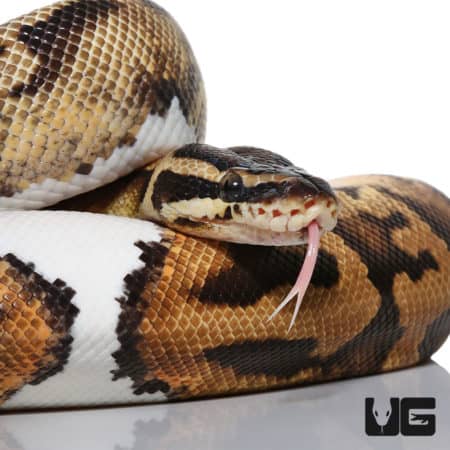 Yearling Yearling Pastel Pied Het Hypo Ball Python (Python regius) For Sale - Underground Reptiles