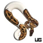 Yearling Yearling Pastel Pied Het Hypo Ball Python (Python regius) For Sale - Underground Reptiles