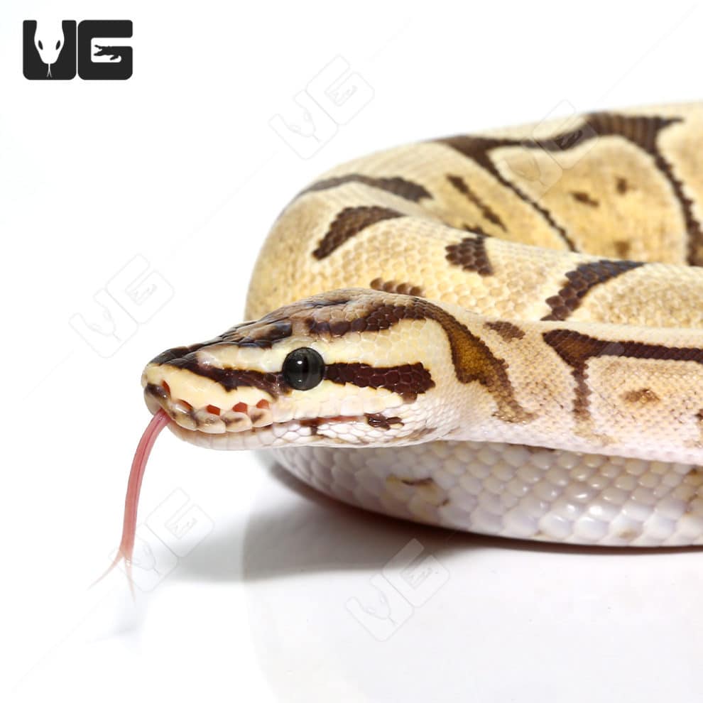 Baby Ball Pythons For Sale - Underground Reptiles