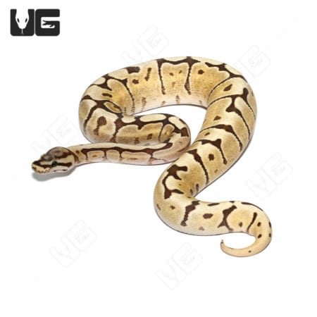 Bright Mojave Fire Spider Ball Python with unique pattern.