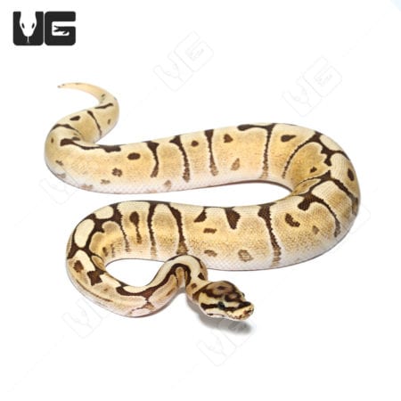 Mojave Fire Spider Het Hypo Ball Python for sale.