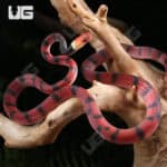 Baby Red Vine Snakes For Sale - Underground Reptiles