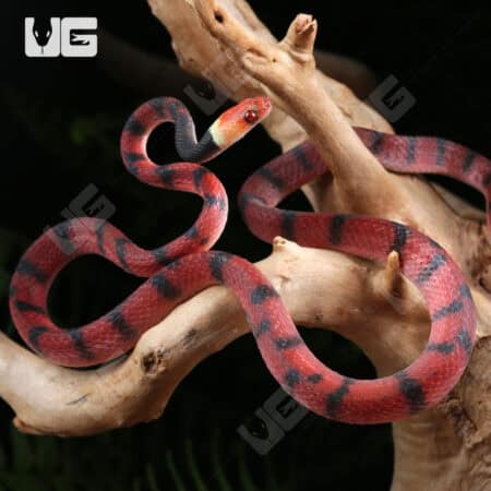 Baby Red Vine Snakes For Sale - Underground Reptiles