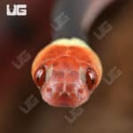Baby Red Vine Snakes For Sale - Underground Reptiles
