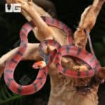 Baby Red Vine Snakes For Sale - Underground Reptiles