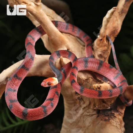 Baby Red Vine Snakes For Sale - Underground Reptiles